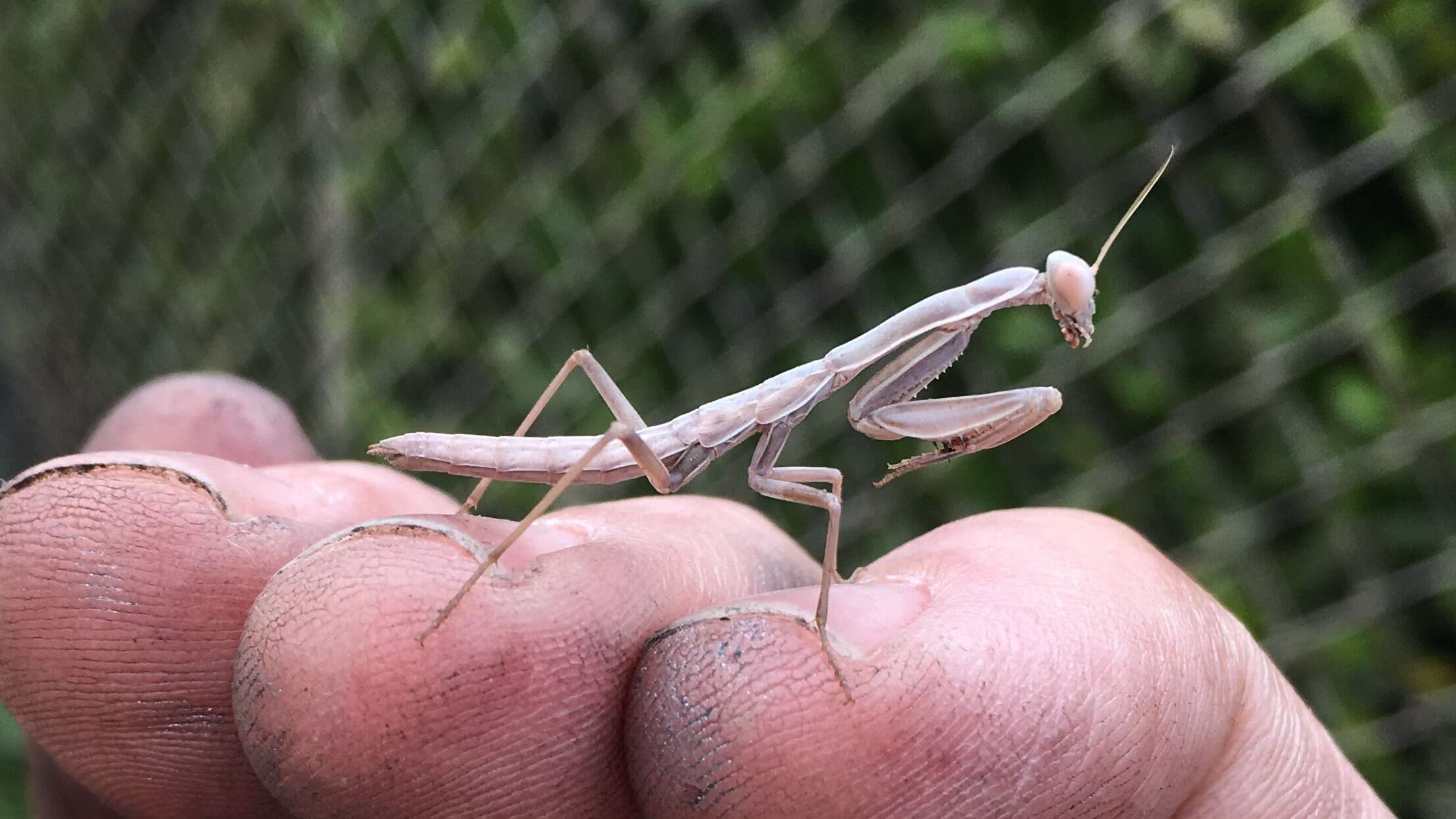 Image of California Mantis