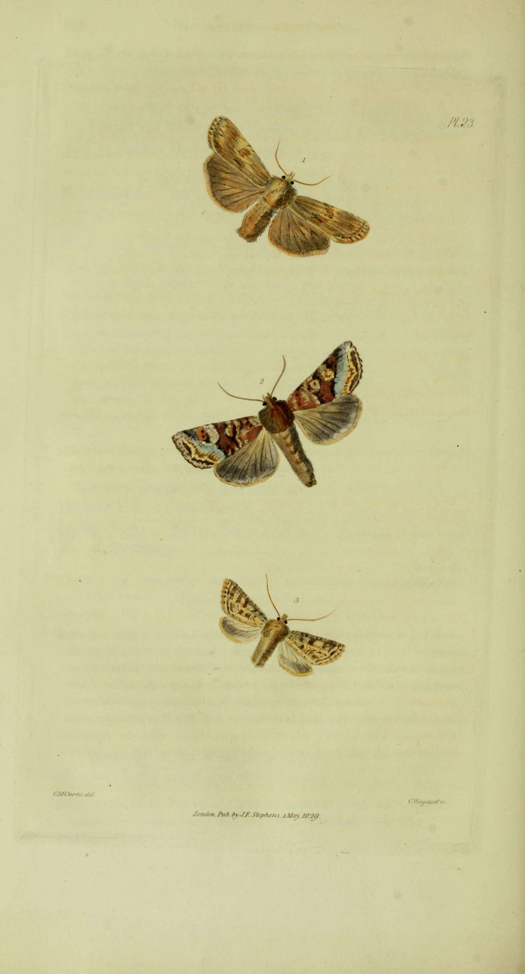 Image of Blepharita amica Tr. 1825