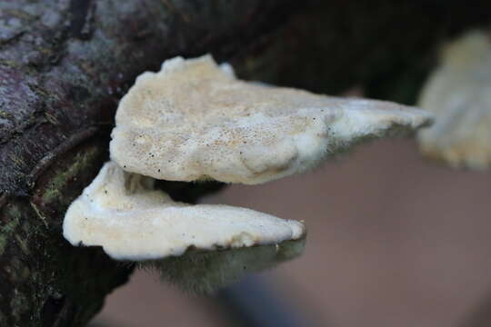 Image of Trametes hirsuta (Wulfen) Lloyd 1924