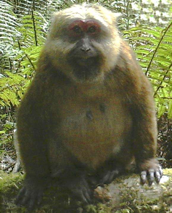 Image of Macaca leucogenys Li, Zhao & Fan 2015