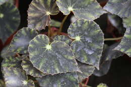 Image of Begonia mazae Ziesenh.