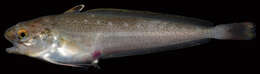 Image of Spotted Codling