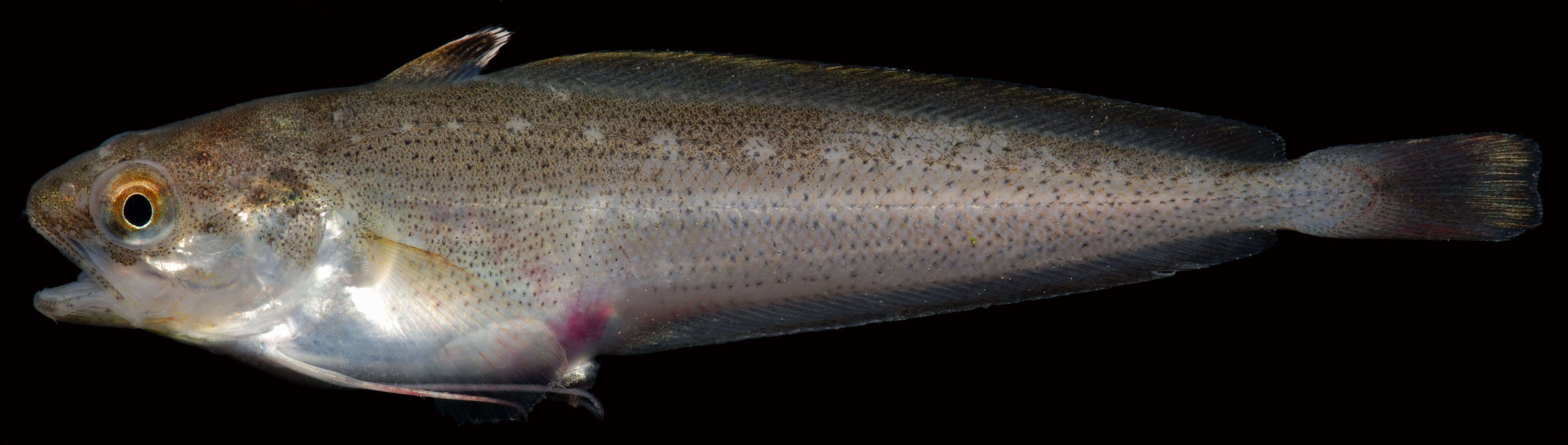 Image of Spotted Codling