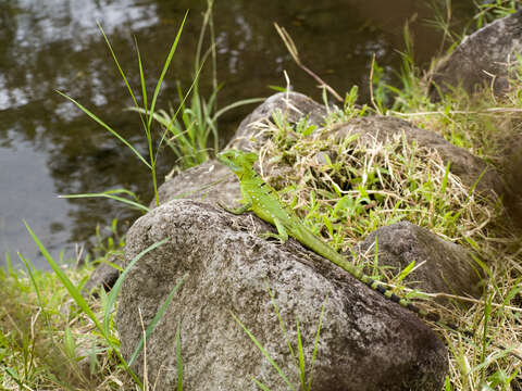 Image of Green Basilisk