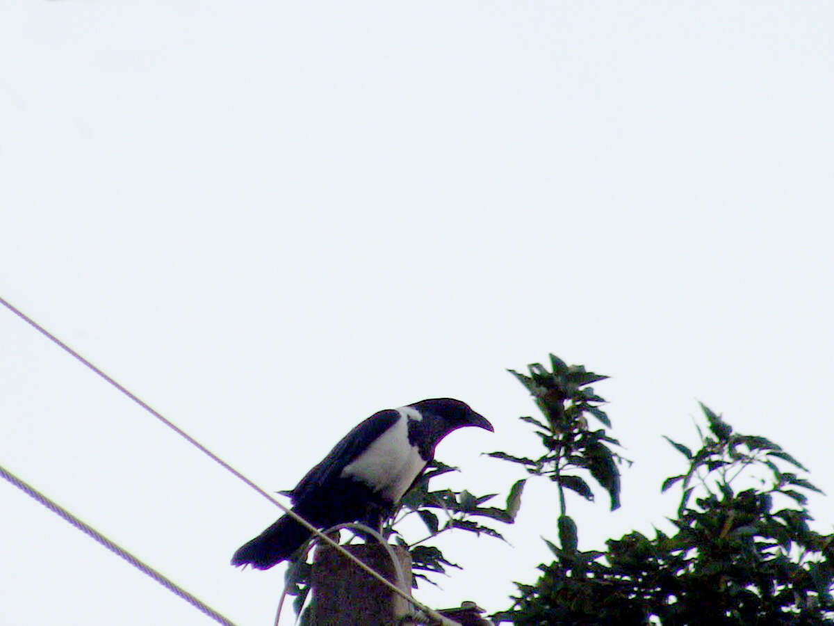 Image of Pied Crow