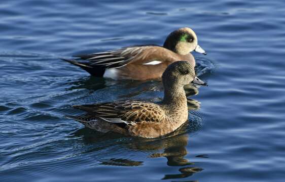 Image of American Wigeon