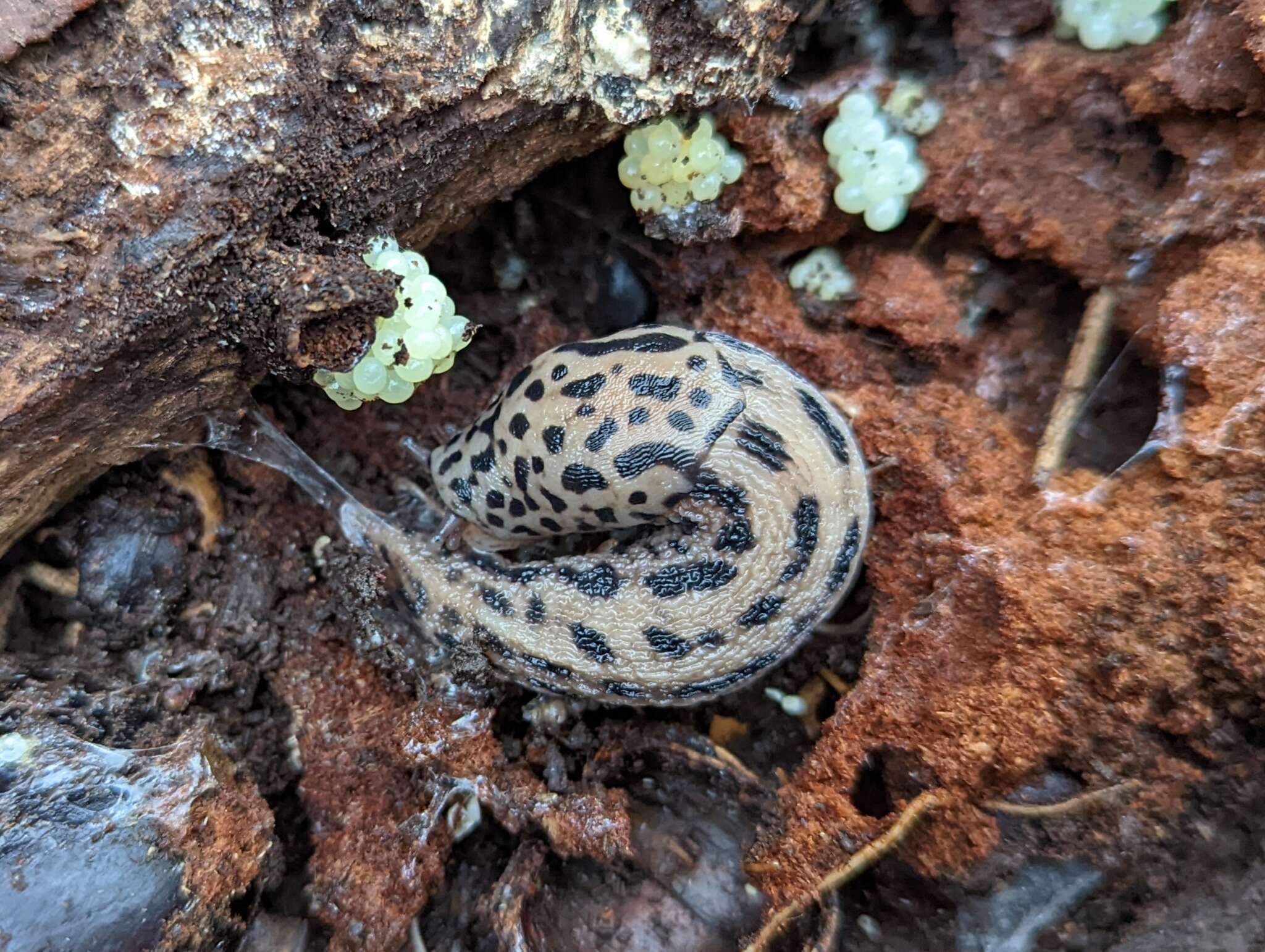 Image de Limax Linnaeus 1758