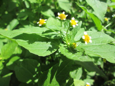 Galinsoga parviflora Cav. resmi