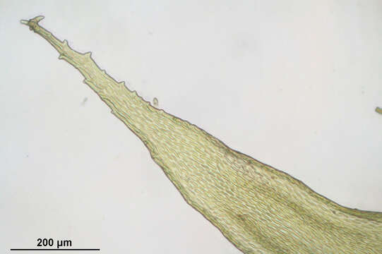 Image of antitrichia moss