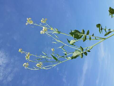 Image of wild radish