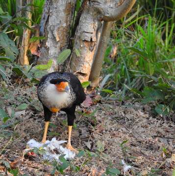 Image of Caracara Merrem 1826