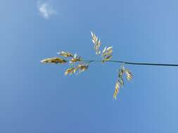 Image of Creeping Soft Grass