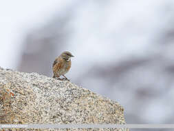 Image of Altai Accentor