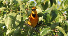 Image of Spot-breasted Oriole