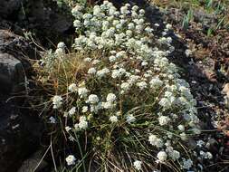 Image of alpine hutchinsia