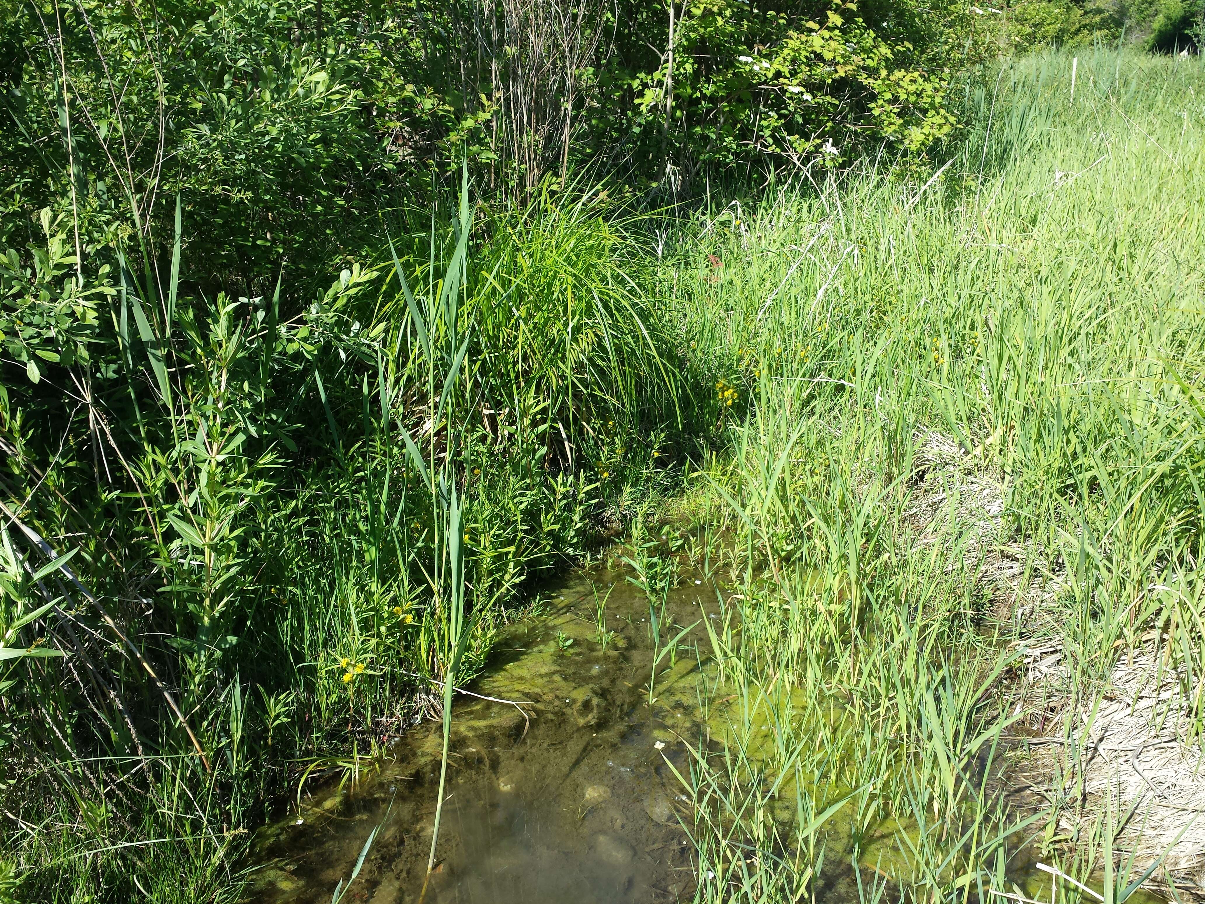 Image of Tufted Loosestrife