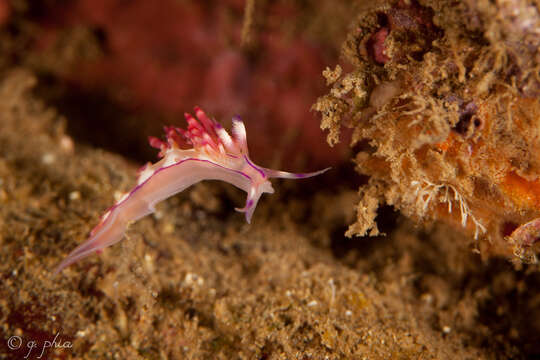 Coryphellina rubrolineata O'Donoghue 1929 resmi