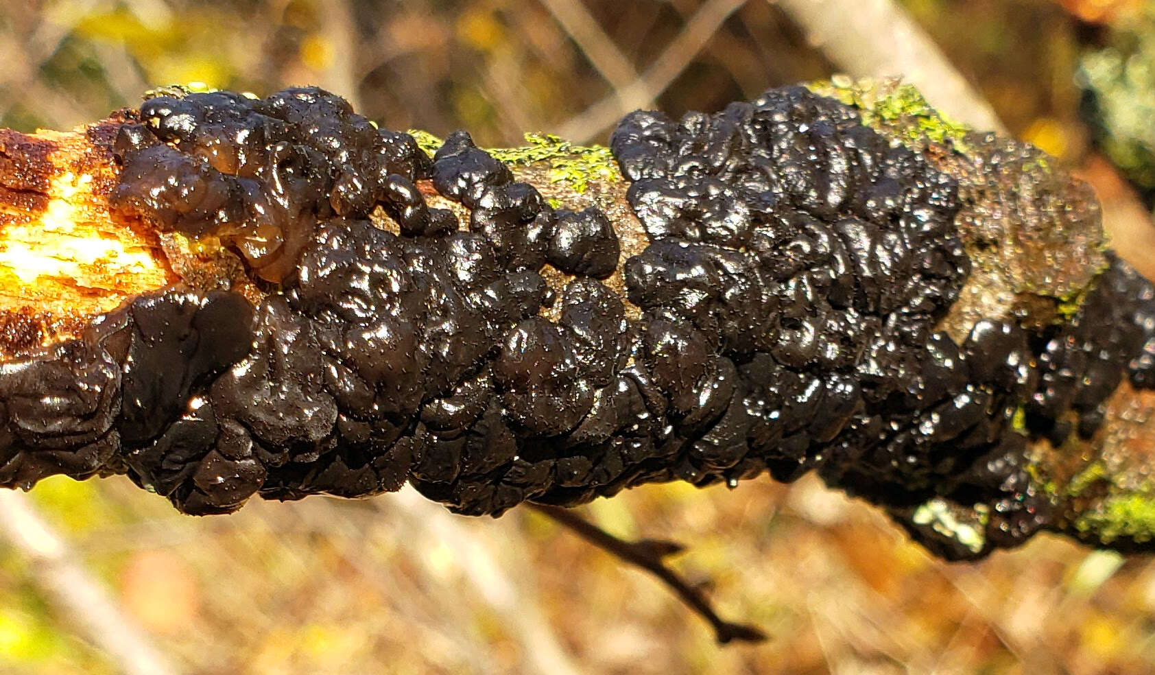 Image of Black Witches' Butter