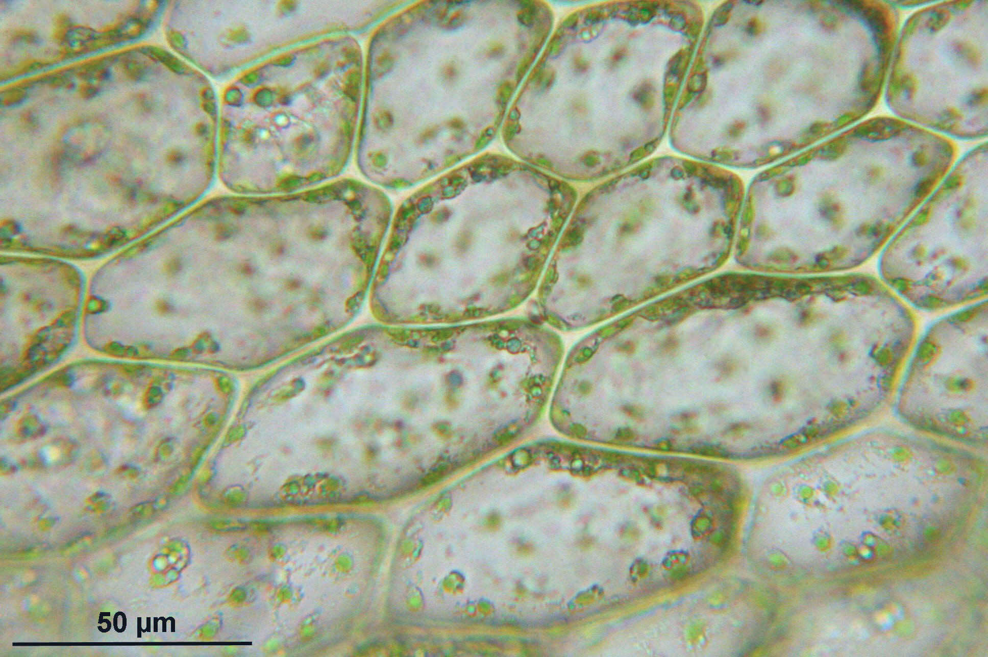 Image of Schleicher's bryum moss