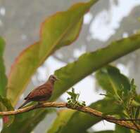 Image of Ruddy Ground Dove