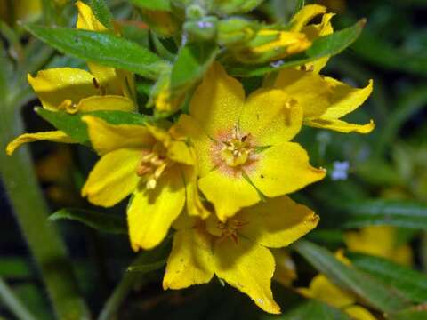 Слика од Lysimachia punctata L.