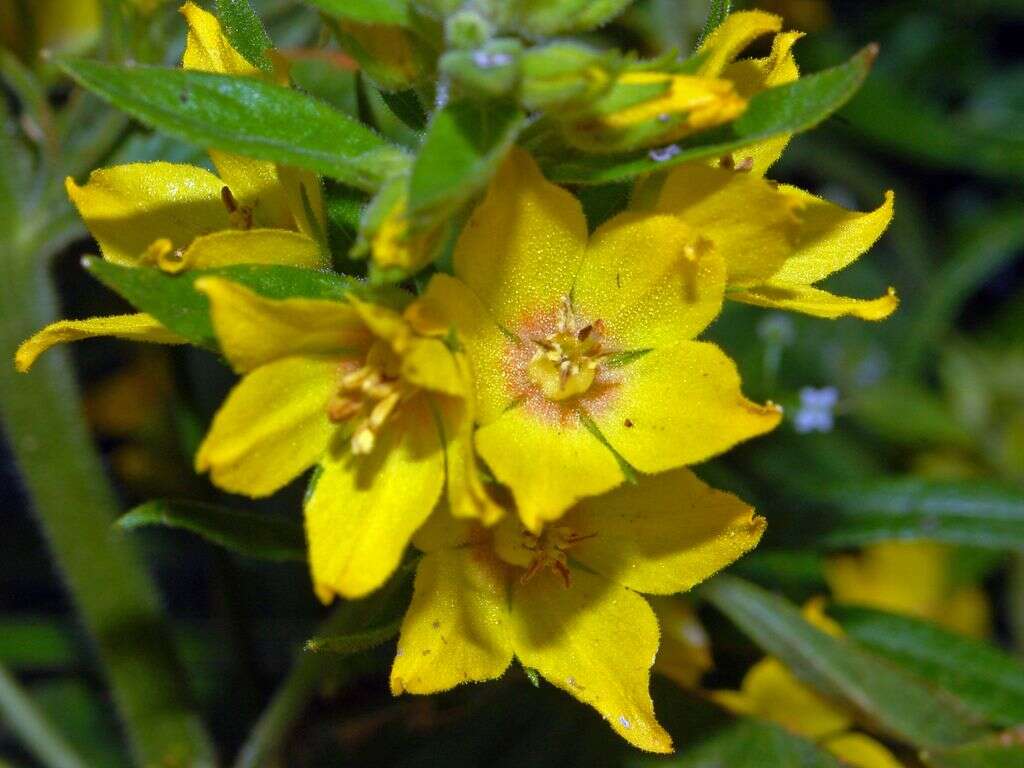 Image of Dotted Loosestrife