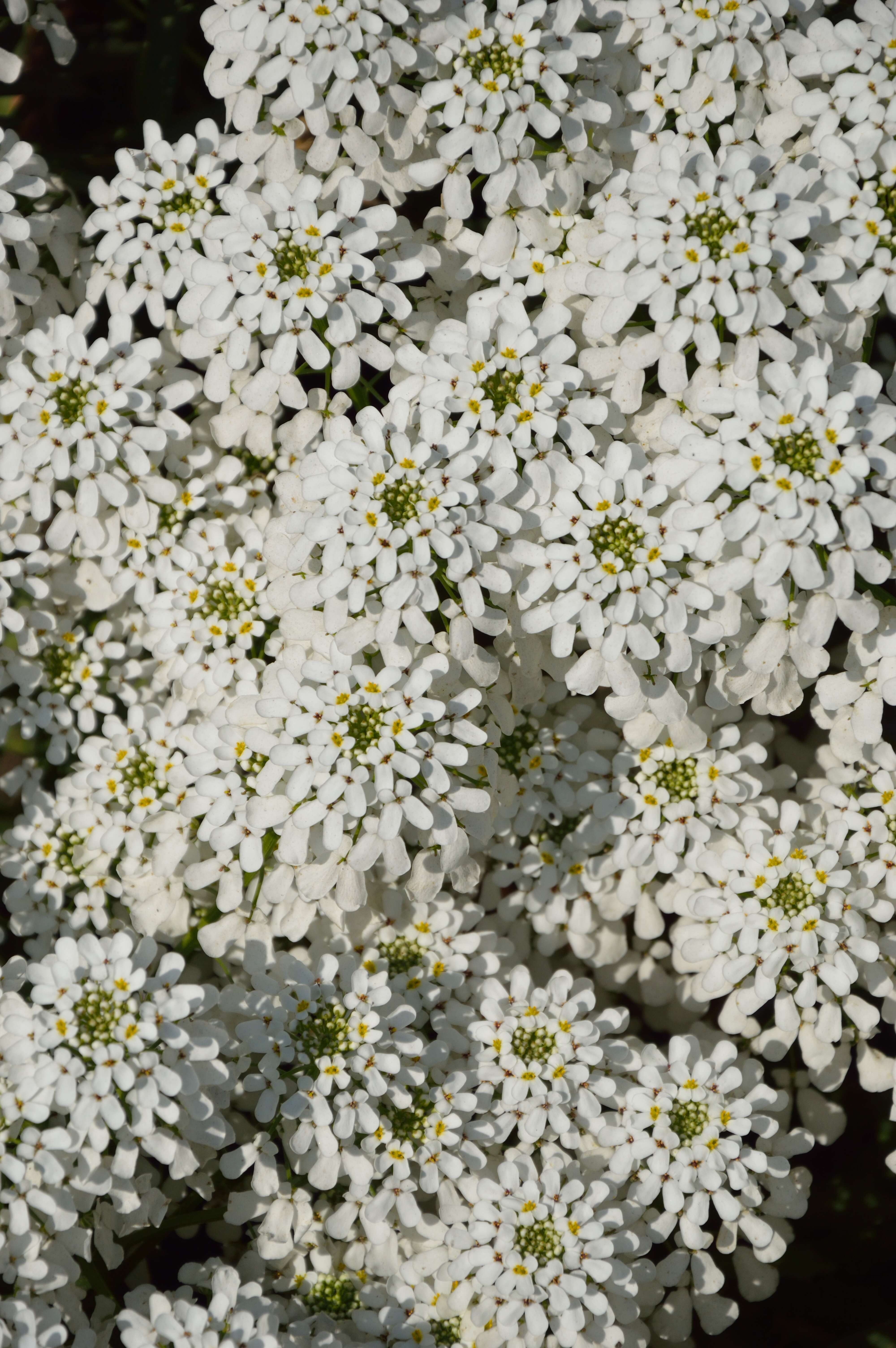 Plancia ëd Iberis sempervirens L.