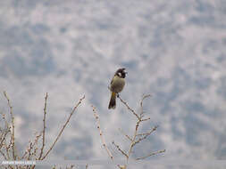 Image of Himalayan Bulbul