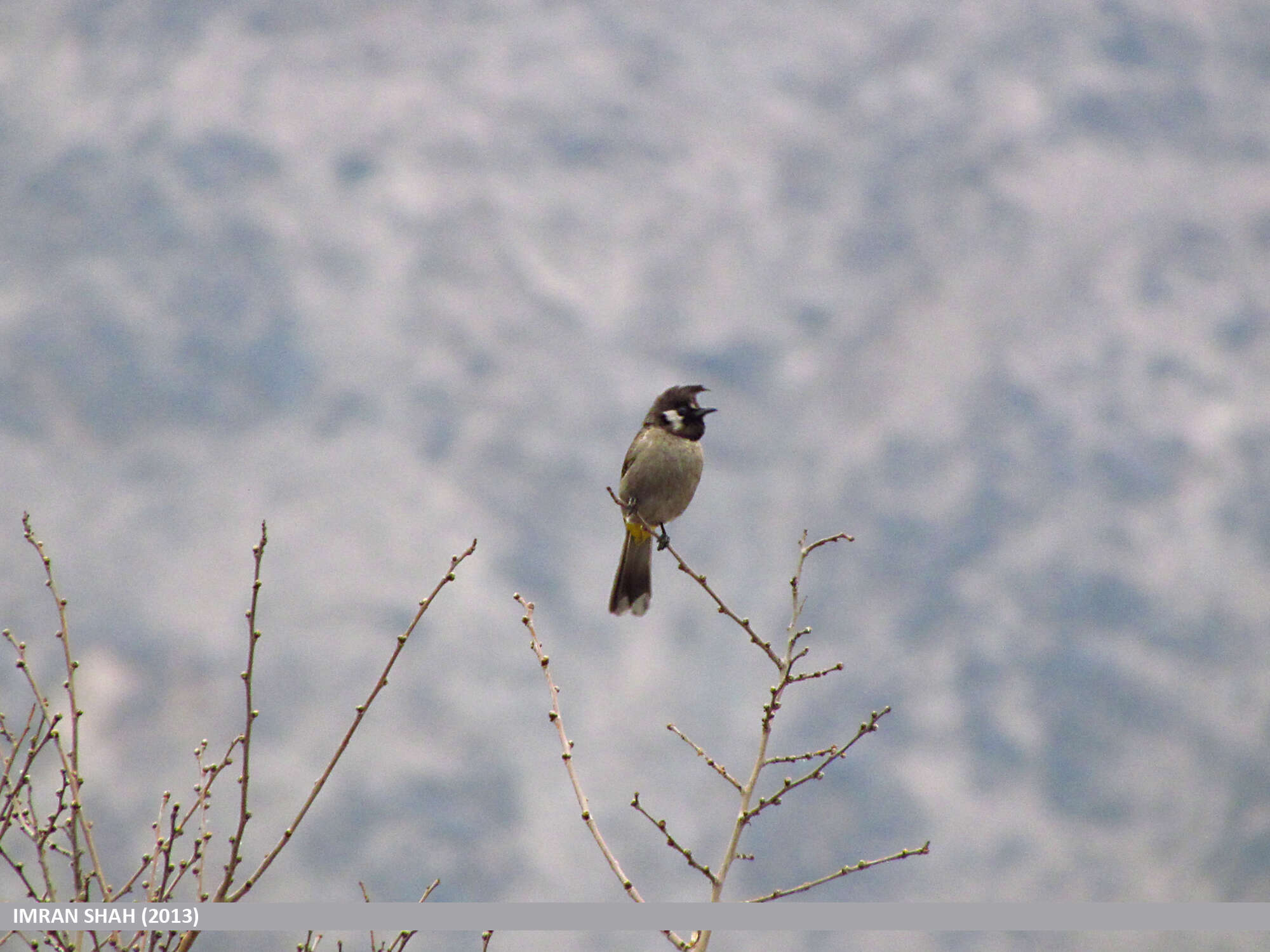 Image of Himalayan Bulbul