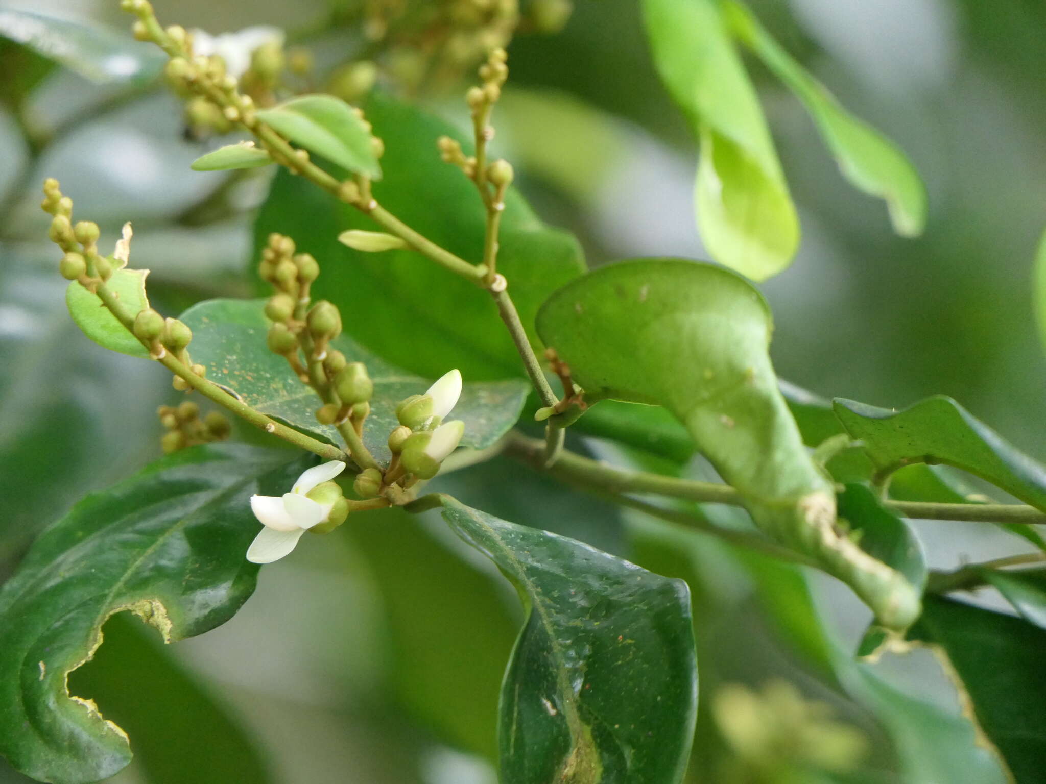 Imagem de Xanthophyllum flavescens Roxb.