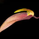 Bulbophyllum callichroma Schltr.的圖片