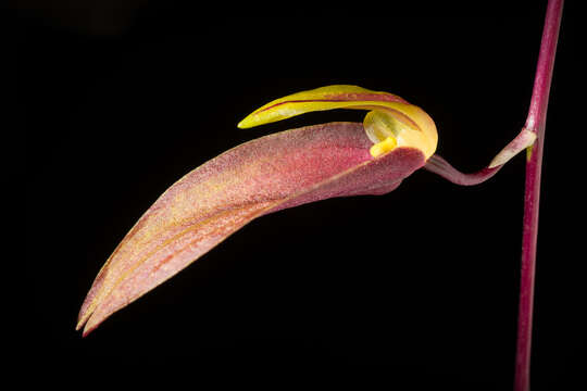 Bulbophyllum callichroma Schltr. resmi