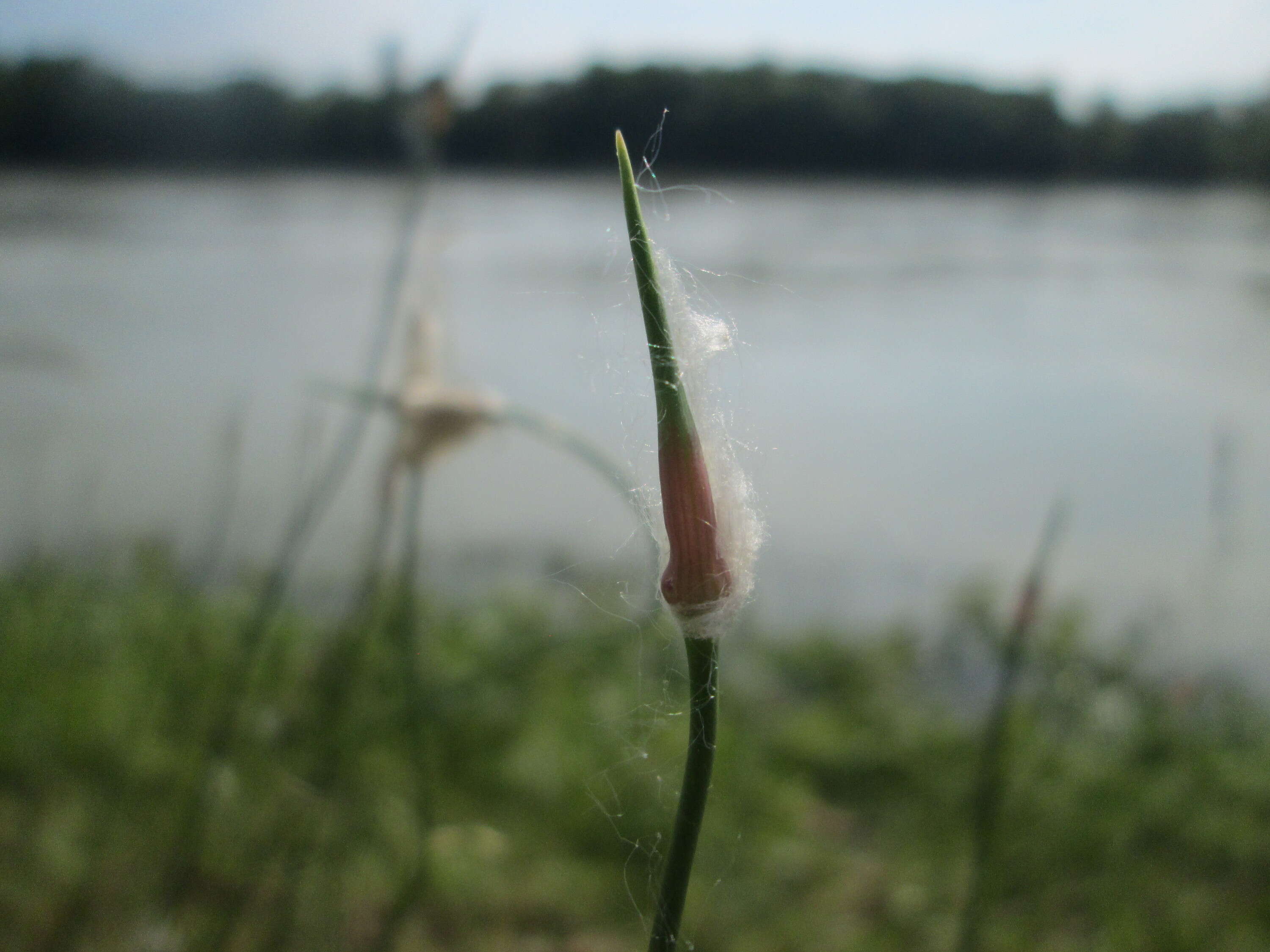 Allium scorodoprasum L.的圖片