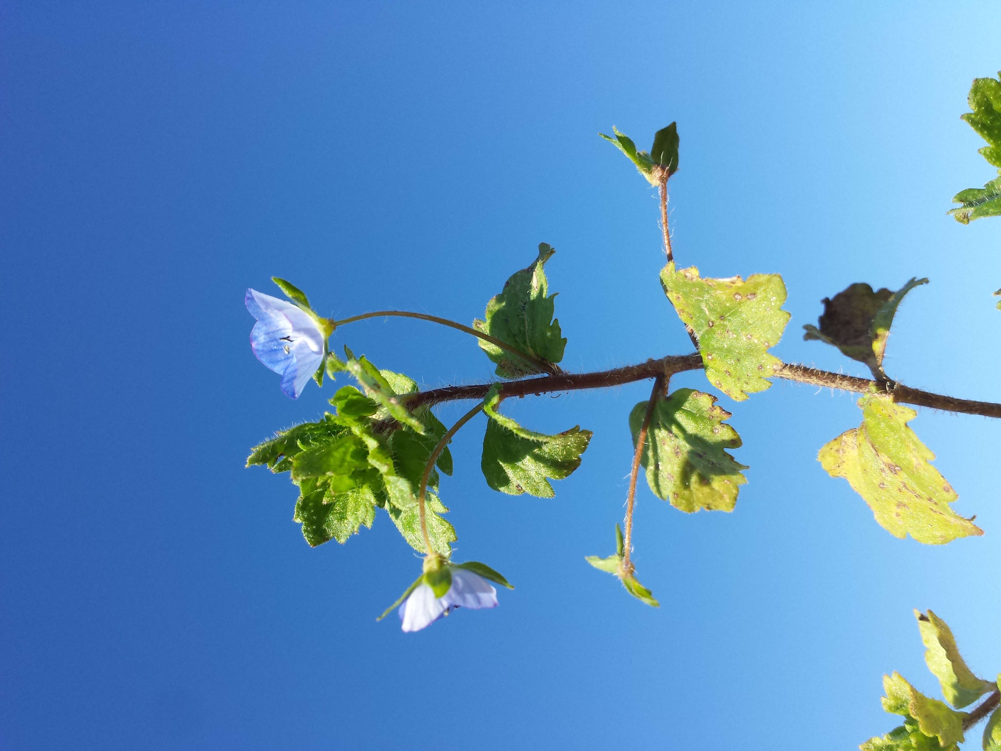 Image of birdeye speedwell