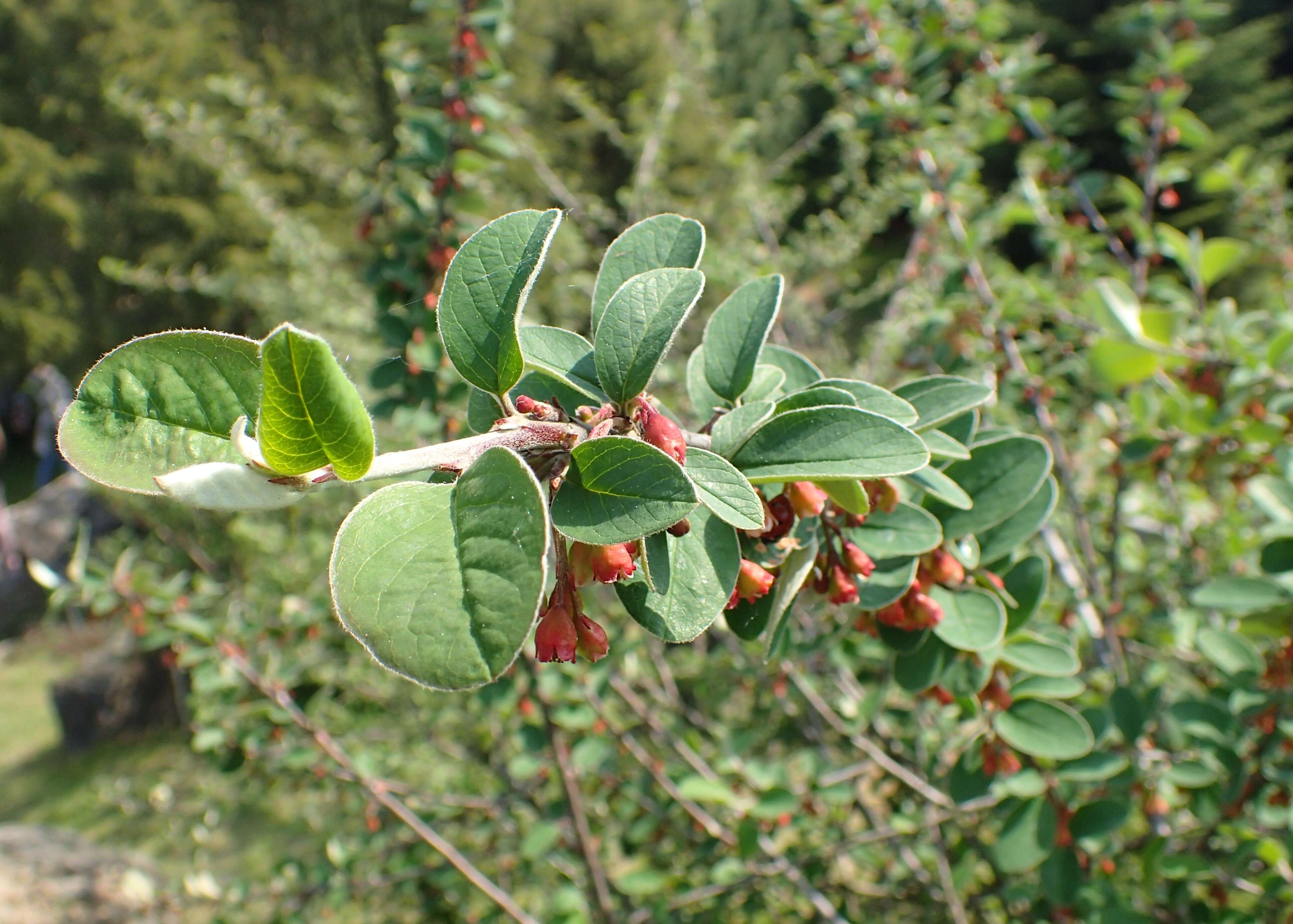 صورة Cotoneaster integerrimus Medik.