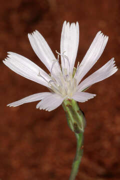 Image of Lactuca inermis Forsk.