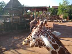 Image of reticulated giraffe