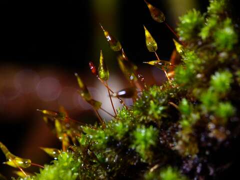 Image of macromitrium moss