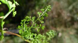 Image of Lindsaea microphylla Sw.