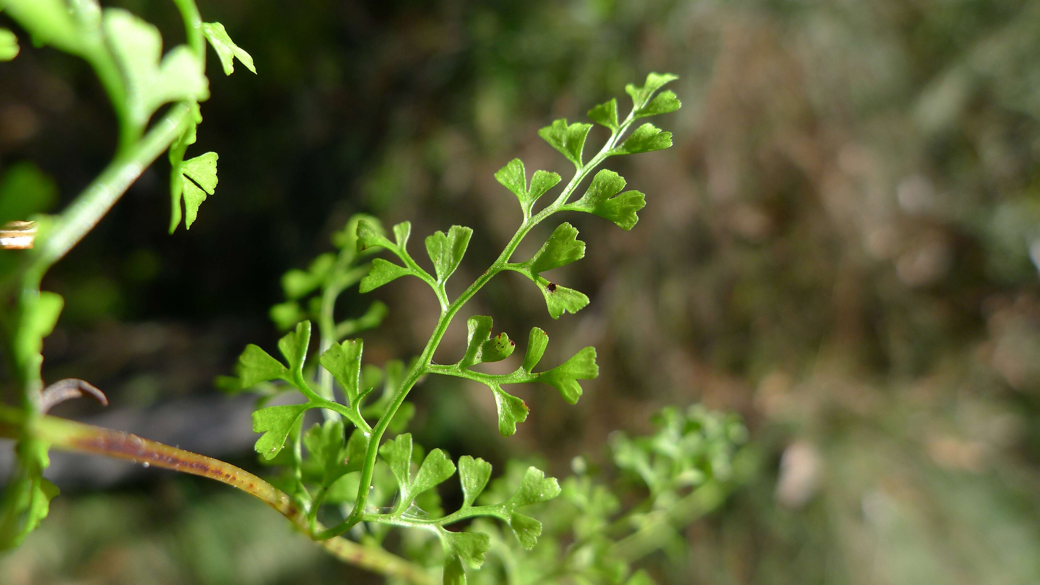 Image of Lindsaea microphylla Sw.