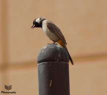 Image of White-eared Bulbul