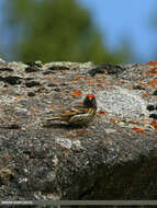 Image of Fire-fronted Serin