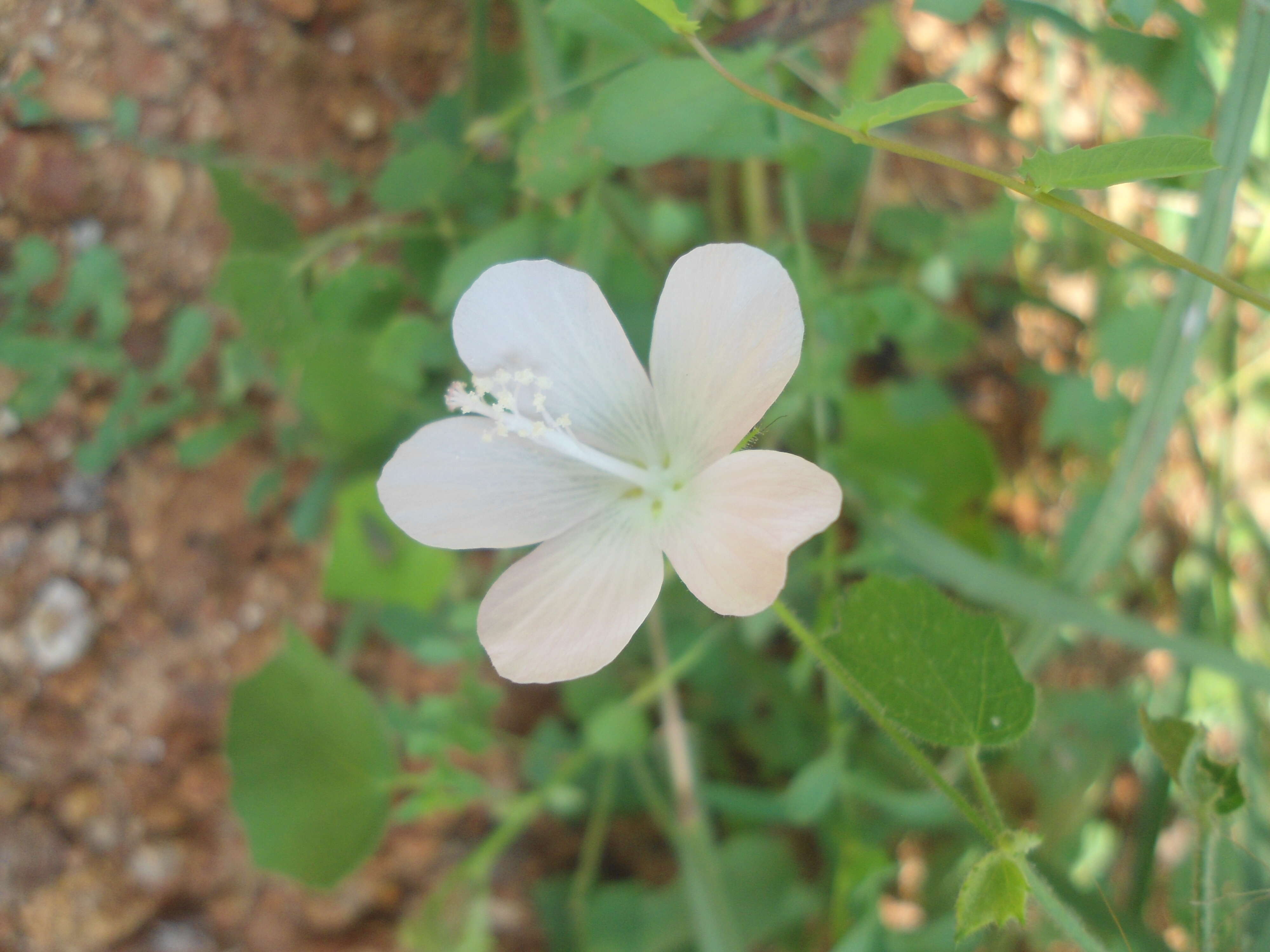 Imagem de Hibiscus hirtus L.