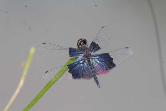 Слика од Rhyothemis triangularis Kirby 1889