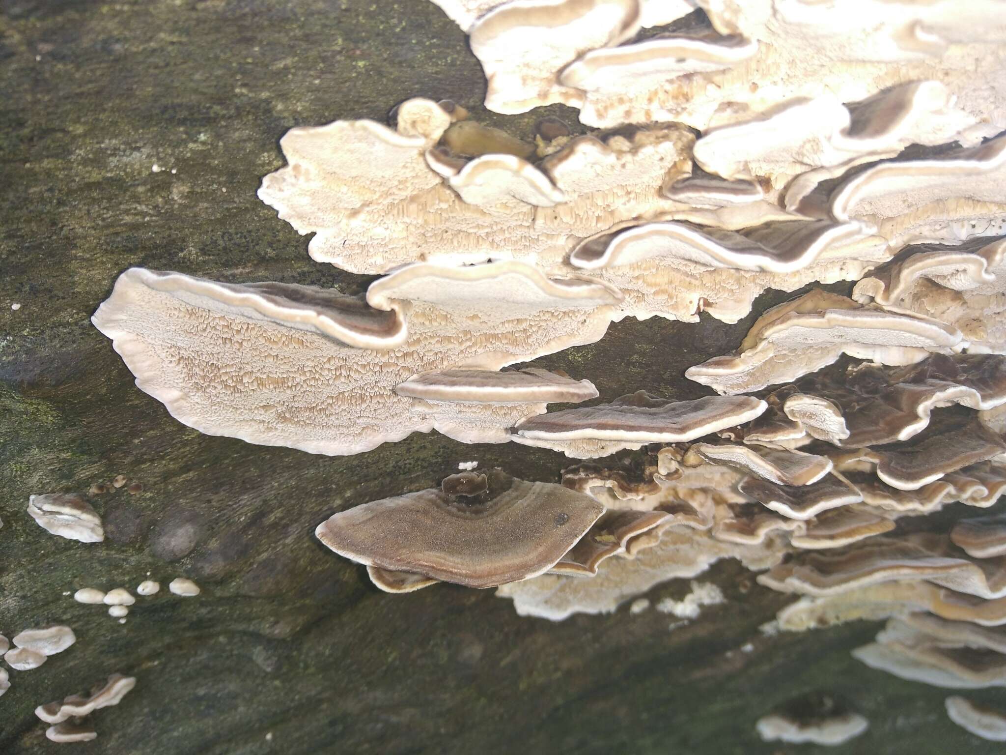 Image of Turkey Tail