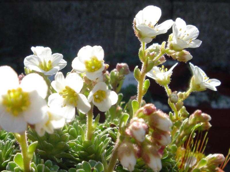 Image of Saxifraga marginata Sternb.