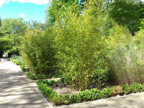 Слика од Phyllostachys aurea (André) Rivière & C. Rivière