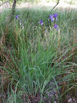 Image of German Iris