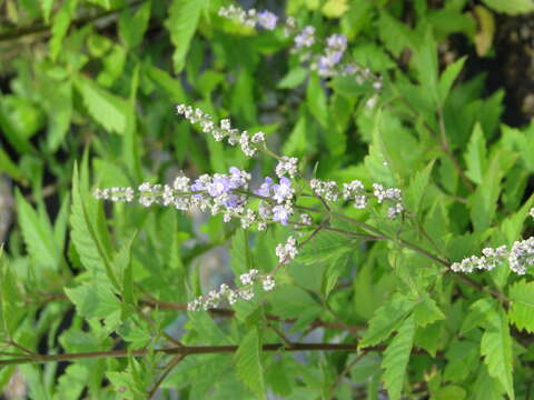 Image of Chinese Chaste-tree