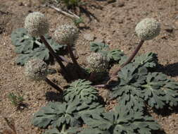 Image of globe springparsley